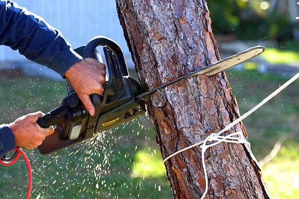 Professional Tree Services in Tysons, VA